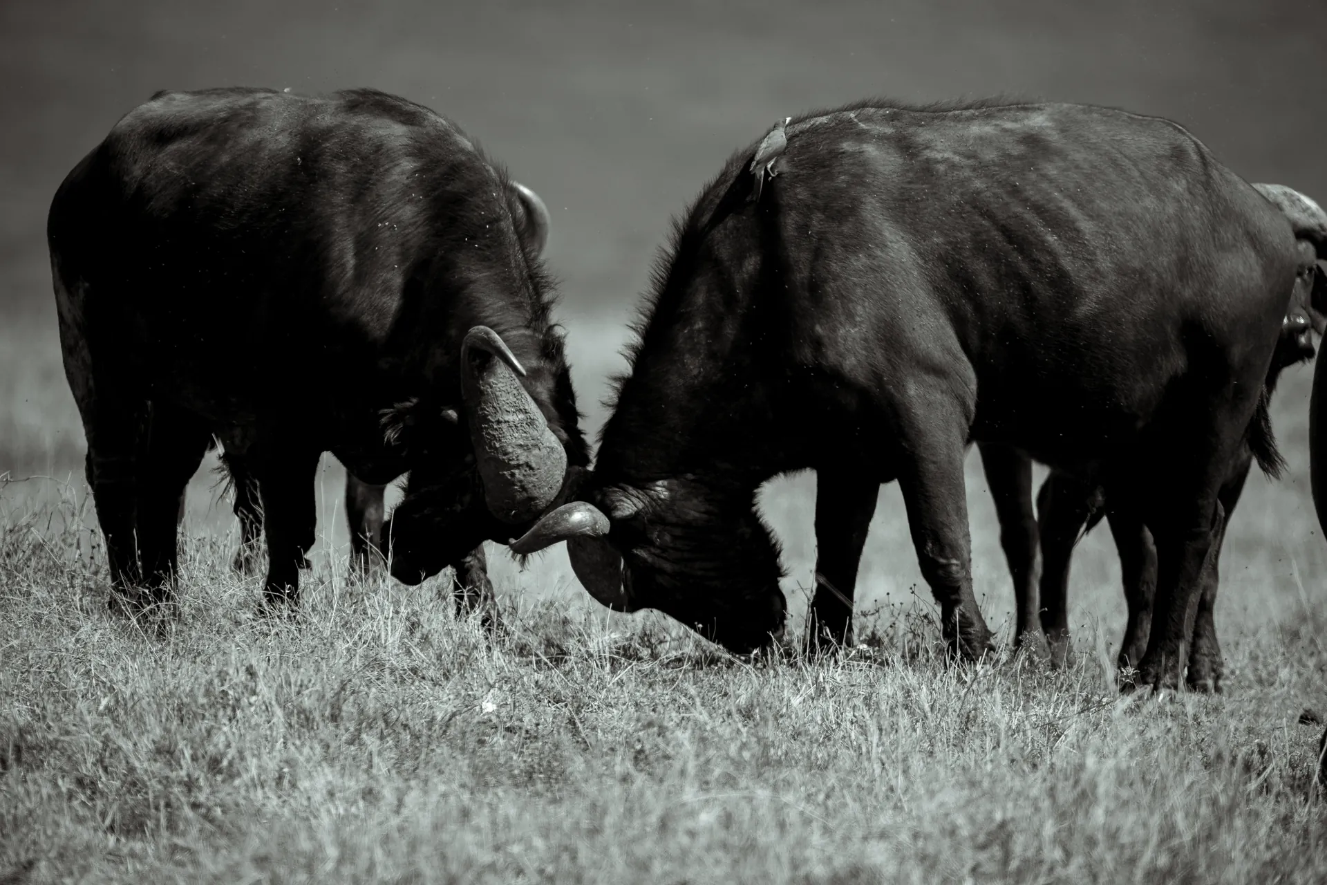 Buffalo on an East African safari plain